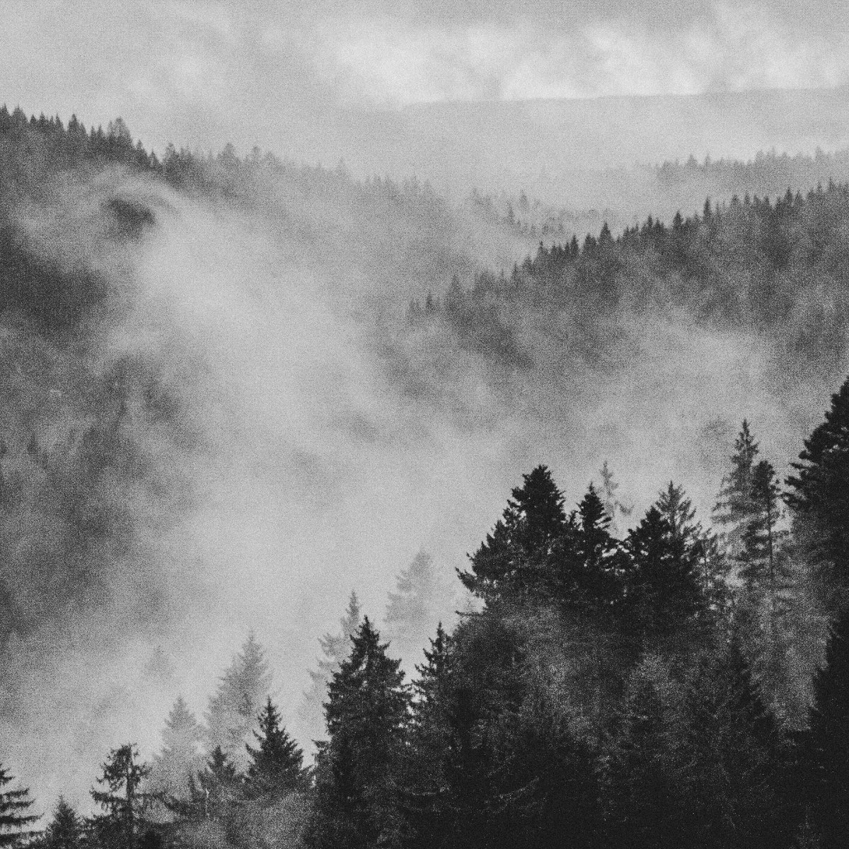 Dimhöljd skog i svartvitt